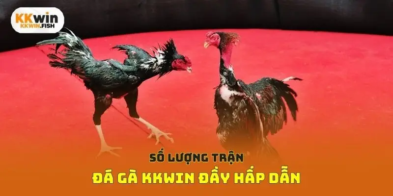 Số lượng trận đá gà Kkwin đầy hấp dẫn